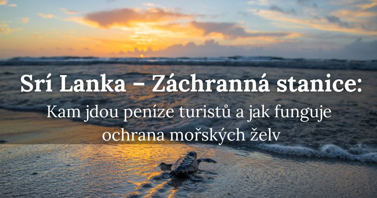 Záchranná stanice zvířat – Kam jdou peníze turistů a jak funguje ochrana mořských želv?