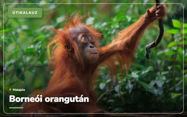 Borneói orangután: 5 hely, ahol tényleg láthatunk egyet