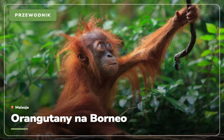 Orangutany na Borneo: 5 miejsc, gdzie je zobaczyć