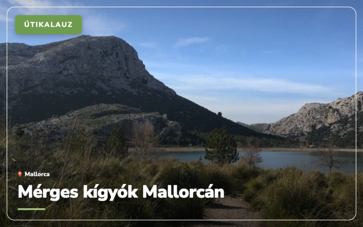Mérges kígyók Mallorcán: veszélyes a sziget, és mit tegyünk találkozáskor?