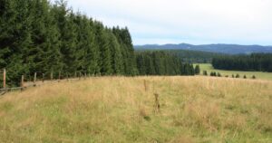 Horská louka a les na Šumavě