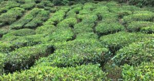 13 míst v Cameron Highlands v Malajsie, které vám vyrazí dech