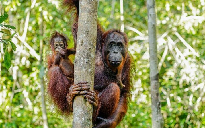 Tajuplný ostrov Borneo a orangutani: míst, kde se s nimi můžete setkat