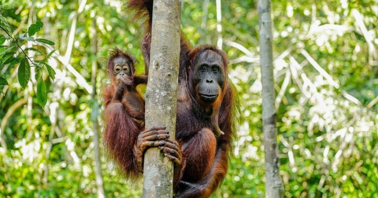 Ostrov Borneo a orangutani: 5 míst, kde je vidět
