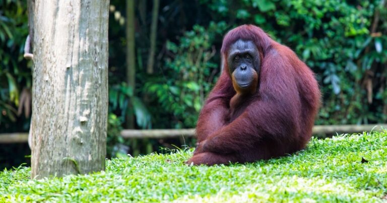 Orangutan – zajímavosti: 23 věcí, co jste o „lesních lidech“