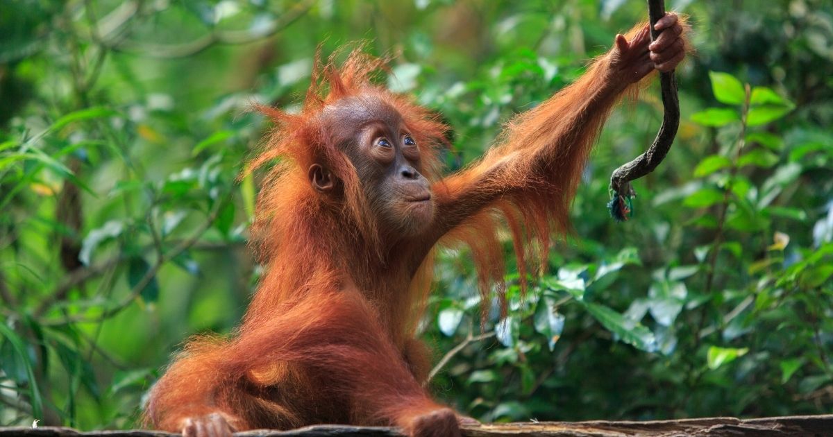 Orangutan borneański na Borneo