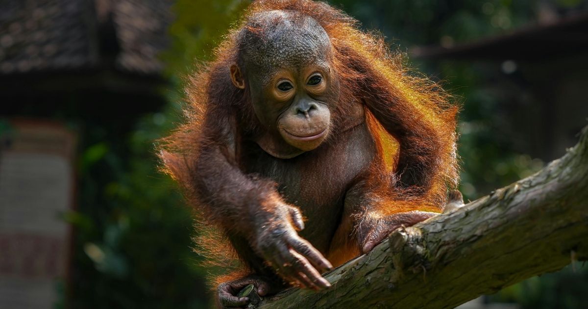 Orangutan borneański na Borneo