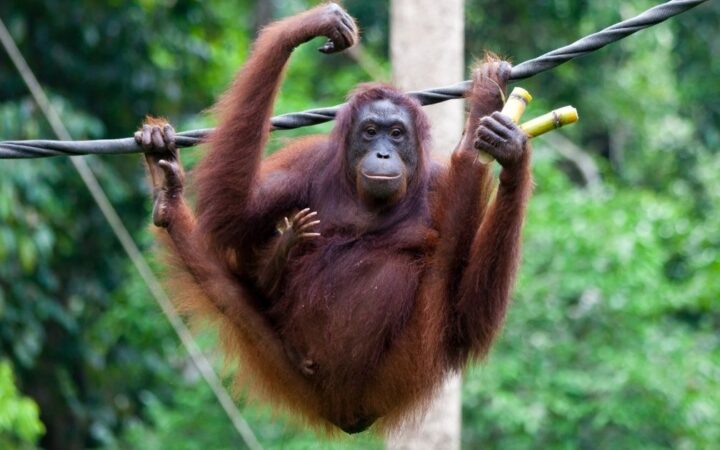 Ostrov Borneo: 11 zážitkov, čo na dovolenke robiť