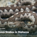 Venomous Snakes in Mallorca