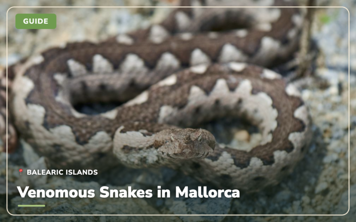 Are There Venomous Snakes in Mallorca? What to Watch Out For