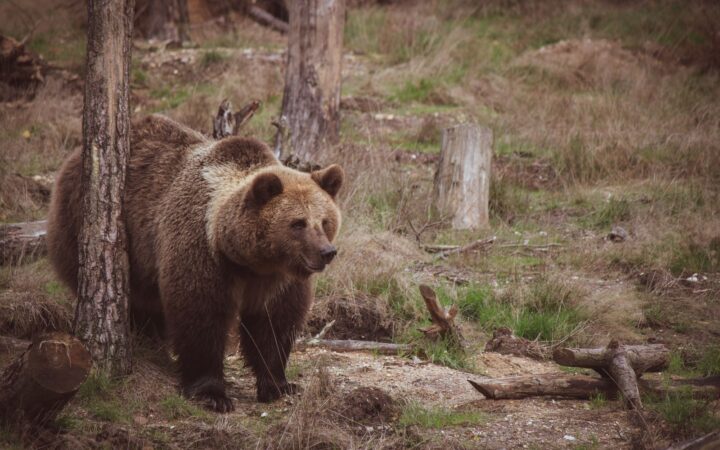Malá Fatra – medvědi: Jaké je riziko a co dělat, když potkáte medvěda?