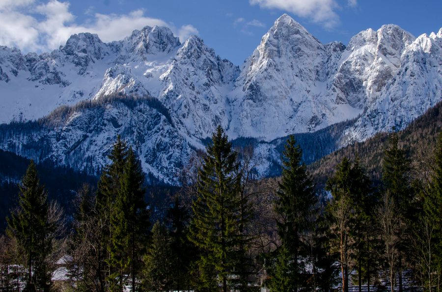 Zasněžené štíty Julských Alp nad jehličnatým lesem u Kranjské Gory