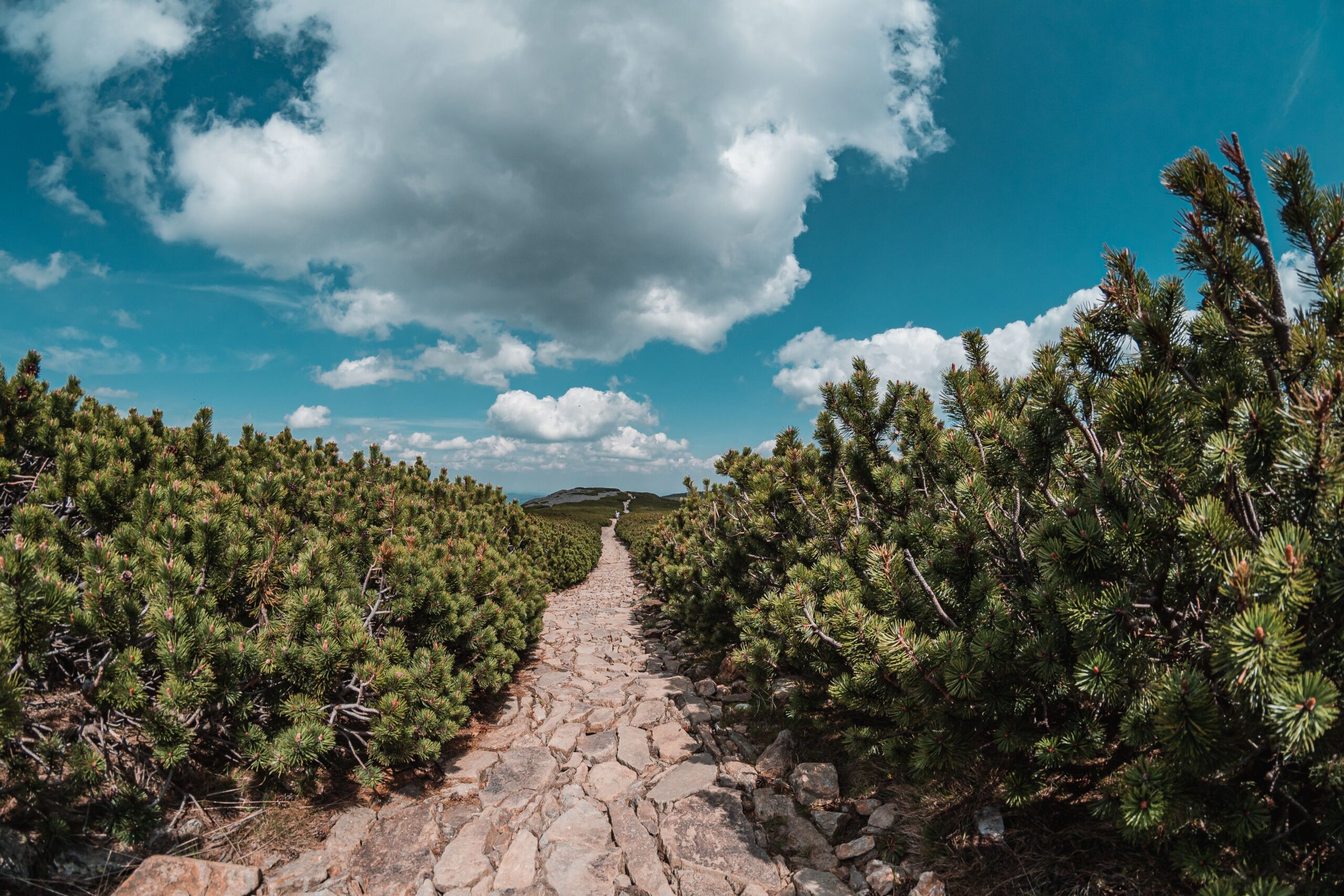 A forest path in the Polish Karkonosze Mountains