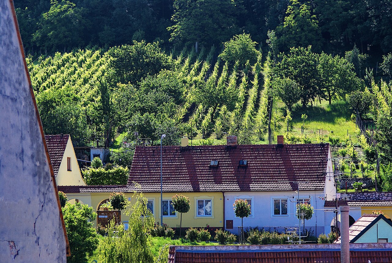 Nízké domy v ulici Pavlovská v Mikulově, hned za nimi začíná vinice ve svahu