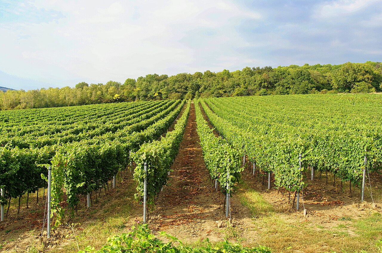 Řady vinné révy ve vinicích nad Mikulovem