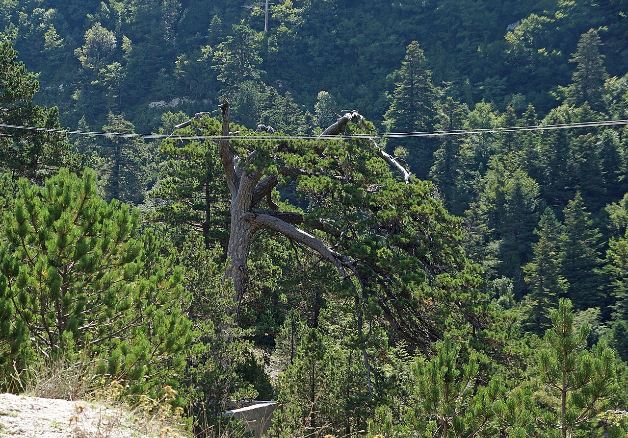 The Pisha e Flamurit pine in Llogara National Park, its branches bent to one side by the wind